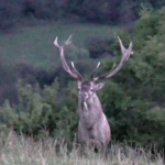 Jelenia ruja 2019